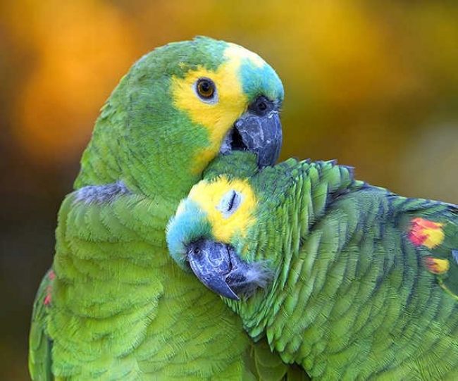 The Rehab Center for Birds (Guira Oga)