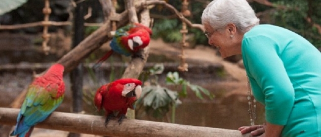 The Birds Park - Iguaz /  - Iemanja