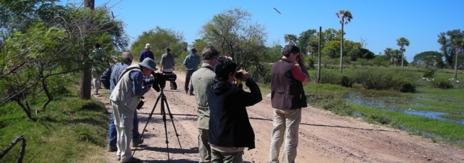 Birdwatching - Iemanja