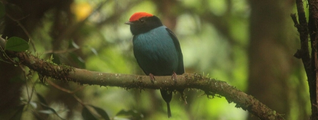 Birdwatching - Iguaz /  - Iemanja