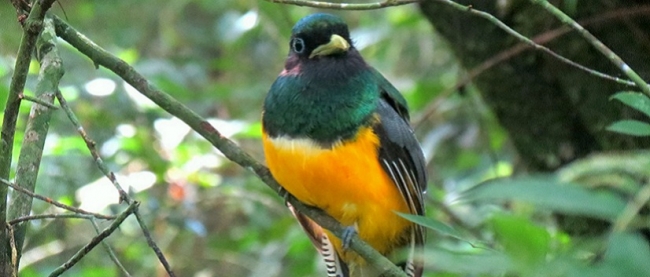 Observación de aves - Iguazú / - Iemanja