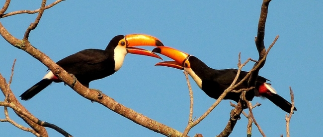 Observación de aves - Iguazú / - Iemanja