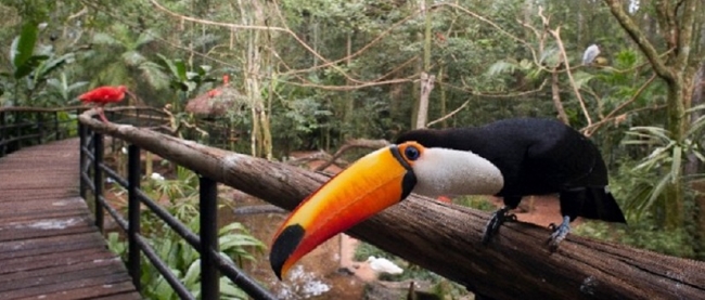 Parque de Aves - Foz do Iguacu /  - Iemanja