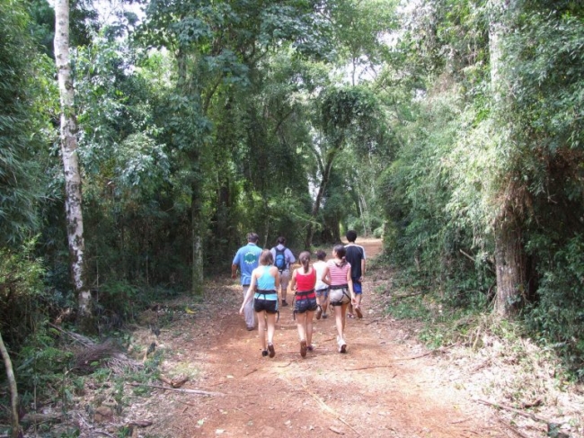 Iguazú Forest - Iguazú / - Iemanja