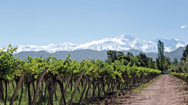 Mendoza Clasico - Mendoza /  - Iemanja