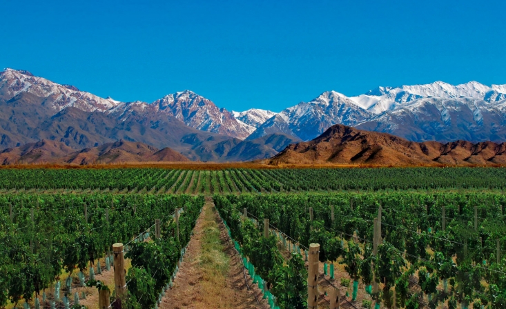 Mendoza Bodegas - Las Leas - Mendoza / Mendoza / San Rafael - Mendoza /  - Iemanja