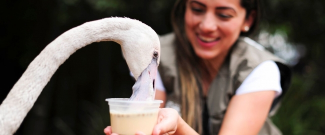 1.3Brasileras con Parque das Aves - Iguaz / Foz do Iguacu /  - Iemanja