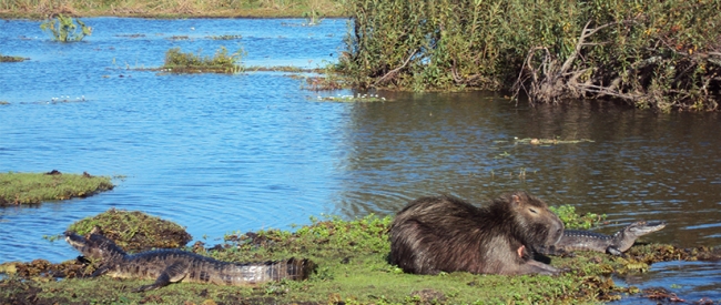 Connaissant Iberá