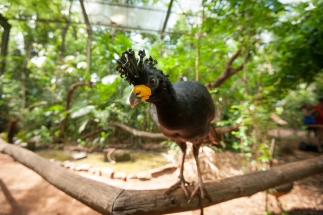 Parc des Oiseaux - Iguaz /  - Iemanja