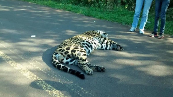 Hoje, voce pode fazer a diferenca para a nossa fauna. -  /  - Iemanja