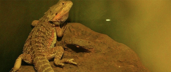 Biocentro Iguaz - Iguazu /  - Iemanja