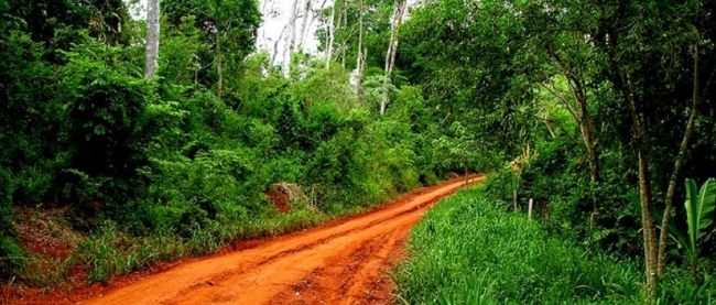 Iguaz Forest - Iguazu /  - Iemanja