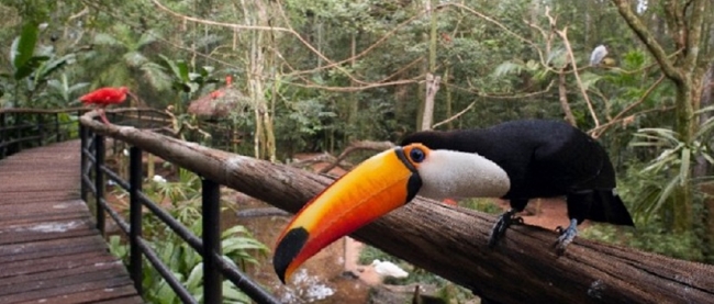 Parque das Aves - Iguazu /  - Iemanja